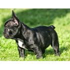 chiotbouledogue