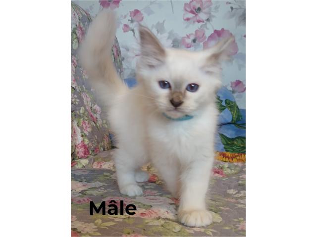 [À réserver] Chatons sacré de Birmanie