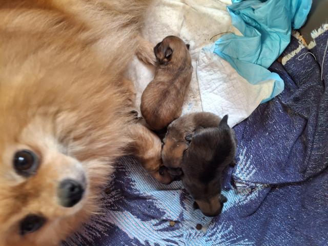 ..VENDRE Magnifique chiots spits naine maman Agrée HK  01600994.