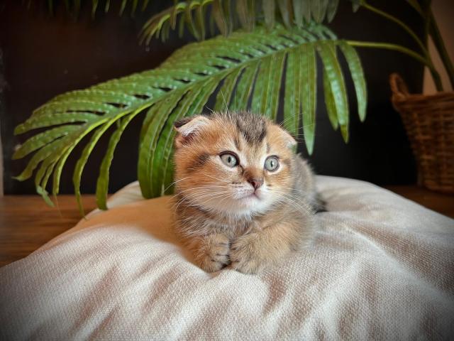 1 ADORABLE CHATON SCOTTISH FOLD DISPONIBLE