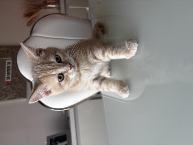1 adorable chatons British Shorthair !
