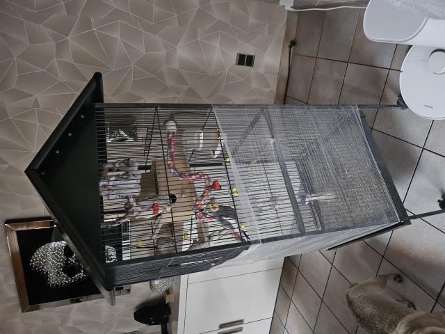 2 calopsites mâle + cage