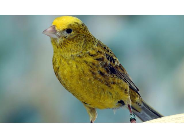 2 canaris LIZARD FEMELLE 2025