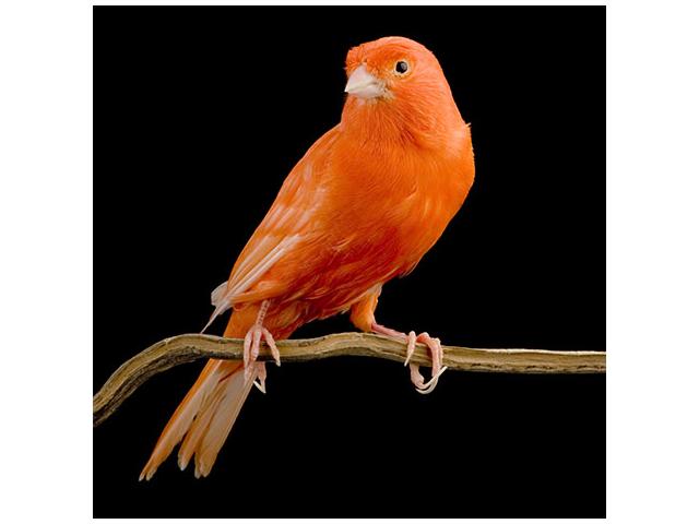 2 canaris males 2025 orange super chanteur 50 euro les 2 .