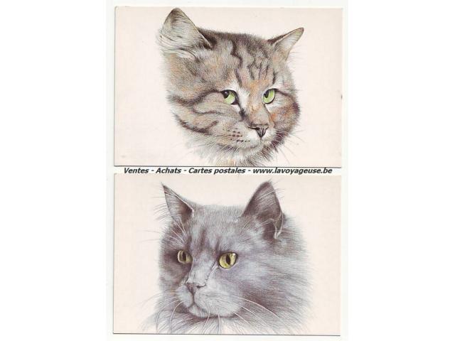 Photo 2 Cartes postales de chats image 1/1