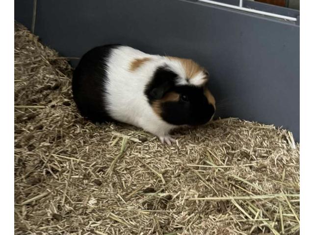 2 cochon d'inde à donner avec cages