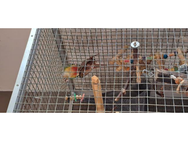 2 conures ananas non sexer non baguer