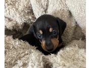 Annonce 2 jolis petits teckels nain ( petits)