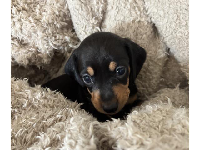 2 jolis petits teckels nain ( petits)