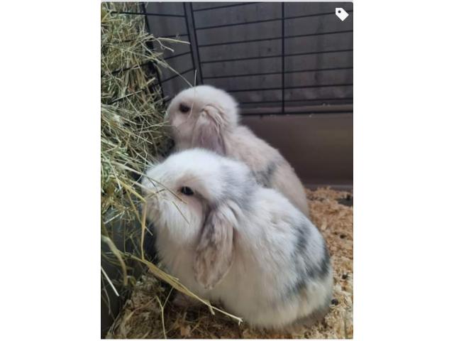 Photo 2 lapins belier nain de 4 mois  avec cage et foins image 1/3
