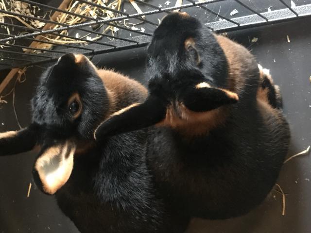 2 lapins noir feu