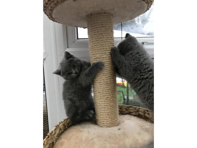 2 magnifiques chatons british shorthair pour noel
