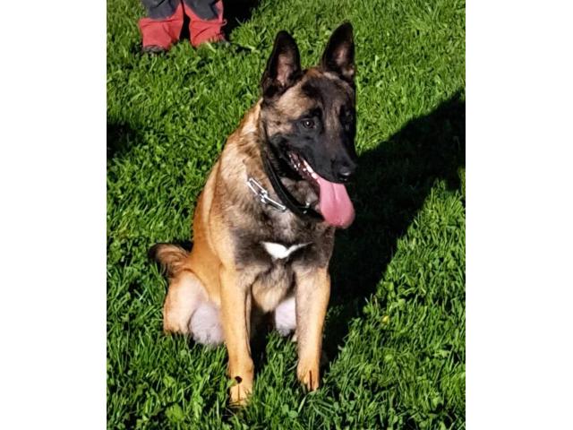 2 malinois disponible pour saillie