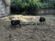 Annonce 2 Moutons de Soay - Femelles