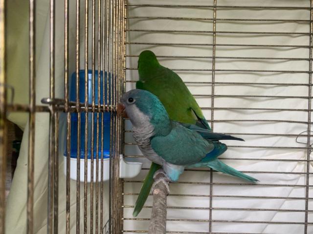 2 perroquets quakers  + une cage
