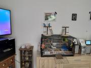 Annonce 2 perruches a vendre + cage + accessoires