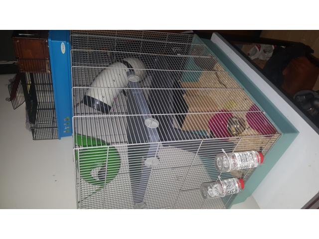 2 rats femelle plus cage complète