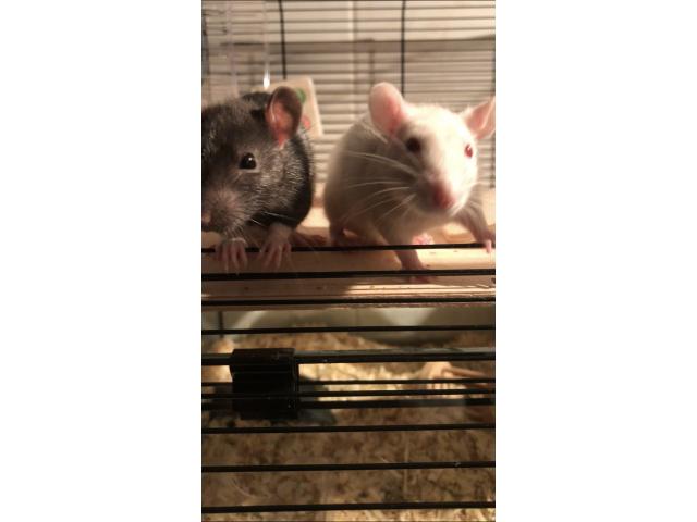 Photo 2 rats mâles à donner +cage image 1/2