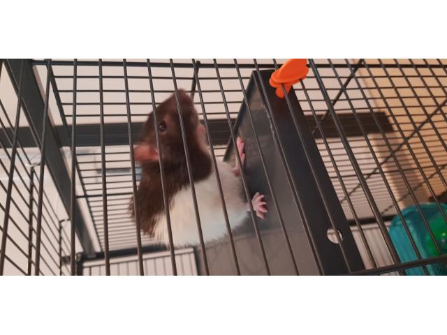 Photo 2 rattes + cage à vendre image 1/4