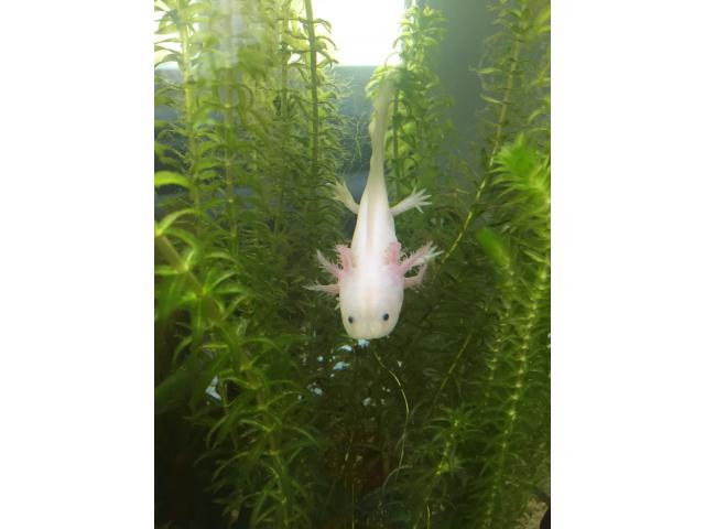 Photo 3 axolotl a vendre image 1/3