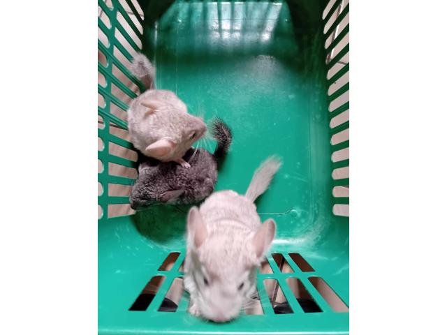 3 bébés chinchillas