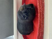 Annonce 3 femelles cochon d Inde