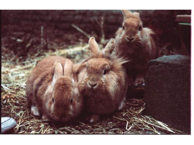 Photo 3 lapins roux magnifiques à donner image 1/3