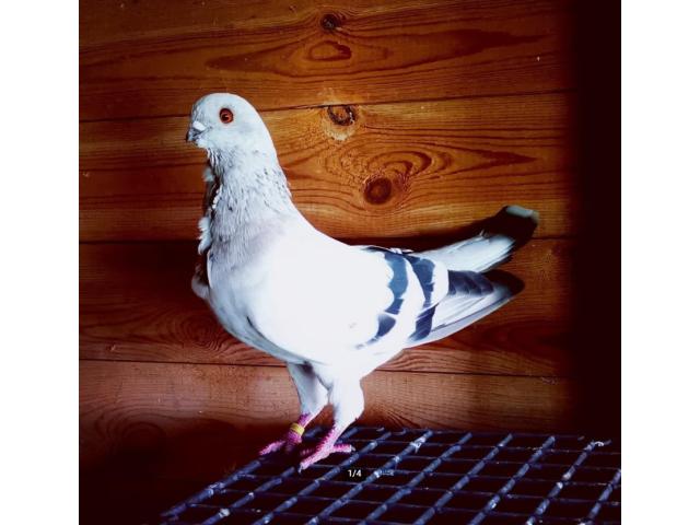 3 PIGEONS A DONNER