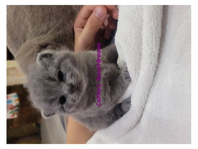 4 chatons british shorthair loof bleu elevage familial dispo sept