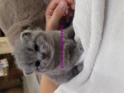 Annonce 4 chatons british shorthair loof bleu elevage familial dispo sept