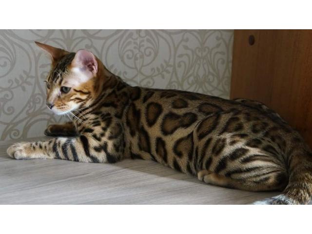 4 superbes chatons Bengal à vendre
