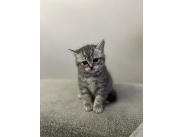 5 adorables chatons British Shorthair !