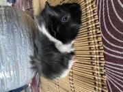 Annonce 5 femelles cochons d Inde