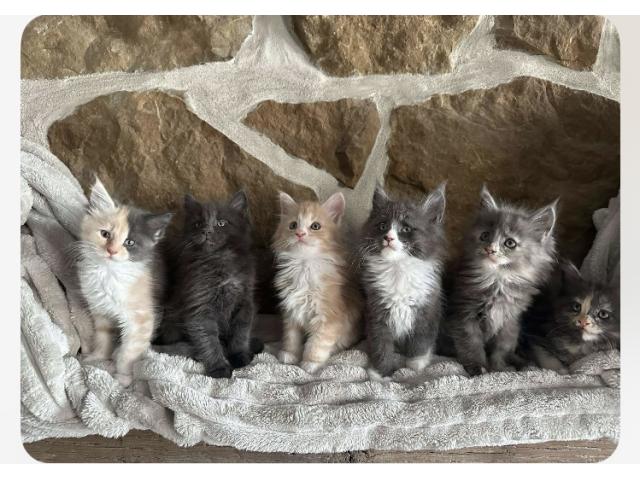 5 magnifiques chatons bleus et crèmes