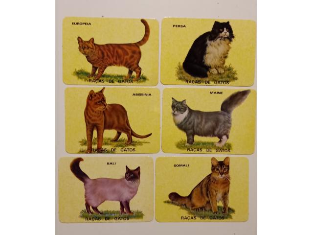 6 calendriers de poche chat