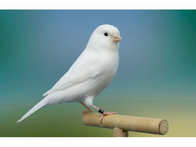 8 canaris gloster + 2 huppé + 3 vert + 2 arlequin extra chanteur .