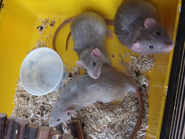 8 Rats domestiques à donner