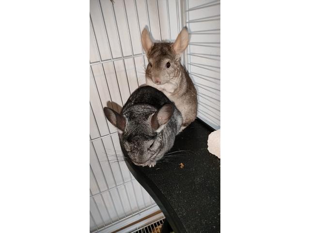 À donner 1 couple de chinchillas mâle et femelle