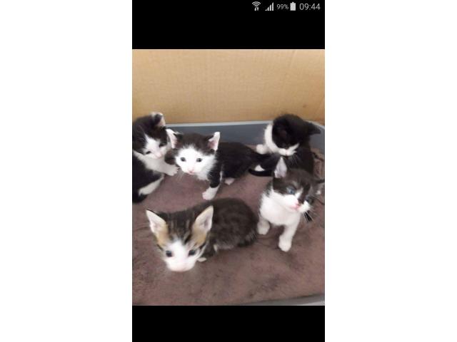Photo a donner 4 chatons image 1/1