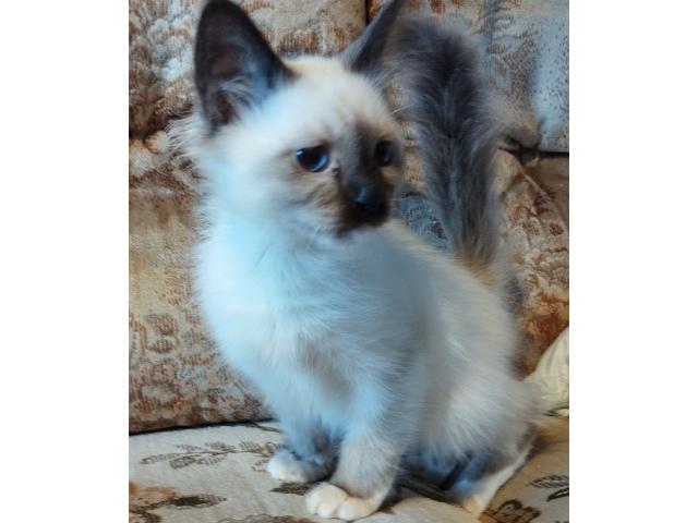 A donner chaton