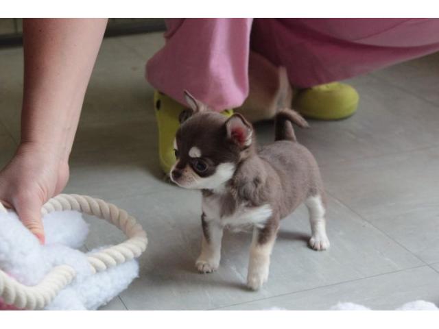 Photo A donner chiot femelle type chihuahua image 1/1