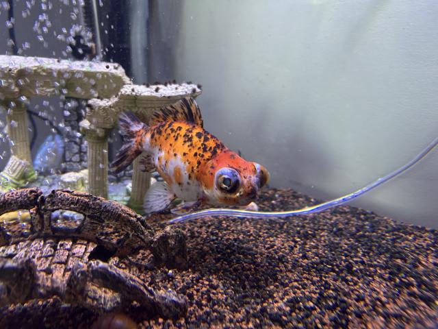 À donner contre bon soin