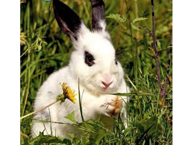 A donner lapins nains