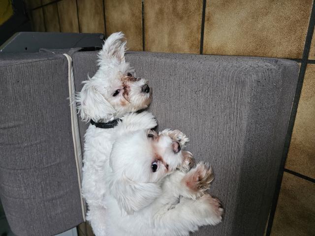 A Donner Mâle Et Femelle Bichon Nain.