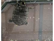 Annonce À donner tortue