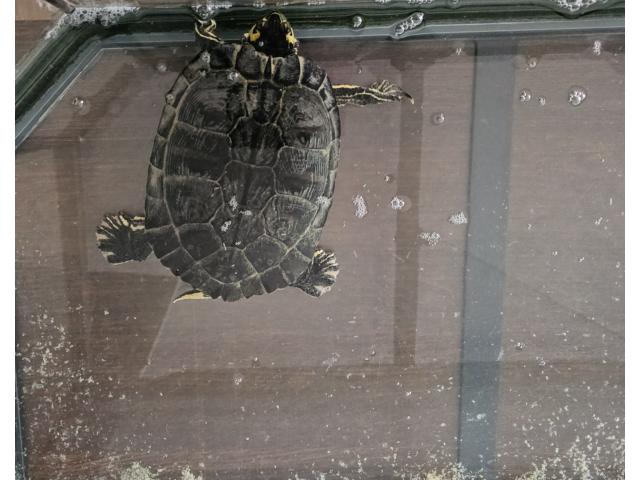 Photo À donner tortue image 1/3