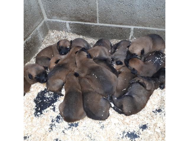 A réservé chiot Malinois 14 mâles et 11 femelles