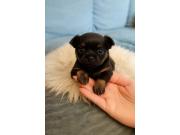 Annonce A réservée bébé chihuahua
