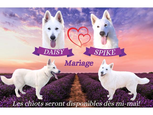 A réserver Berger Blanc Suisse