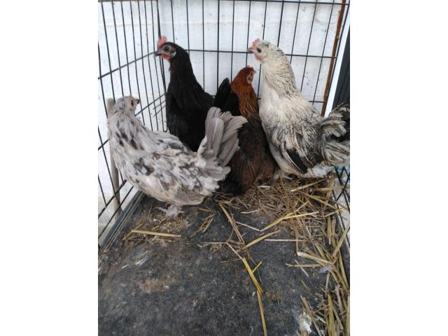 À vendre